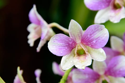 Flowers Orchid ( Dendrobium pink ) on green leaves background