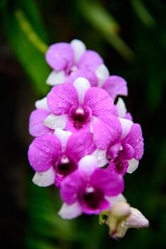 Flowers Orchid ( Dendrobium pink ) on green leaves background