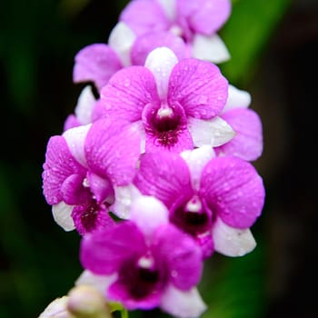 Flowers Orchid ( Dendrobium pink ) on green leaves background