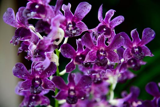 Rhynchostylis gigantea var purple orchids , Genus is Rhynchostylis