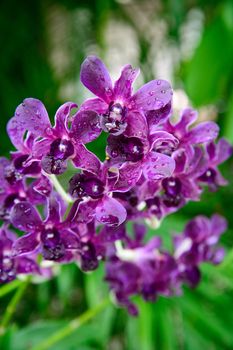 Rhynchostylis gigantea var purple orchids , Genus is Rhynchostylis