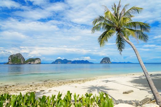 Coconut tree and beach at Ngai Island, an island in the Andaman Sea, Thailand