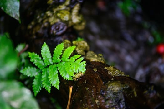 Young tree fern in timber