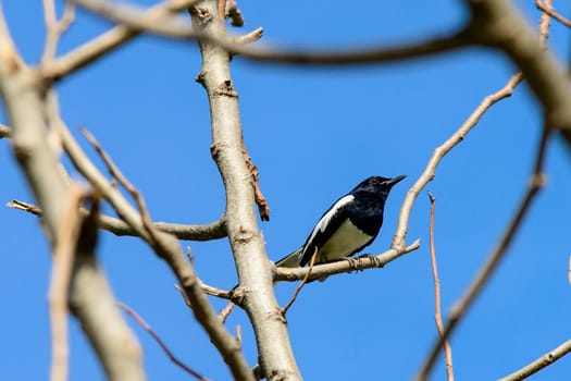 Magpie perching on a tree