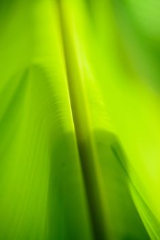 Banana leaves,Soft focus