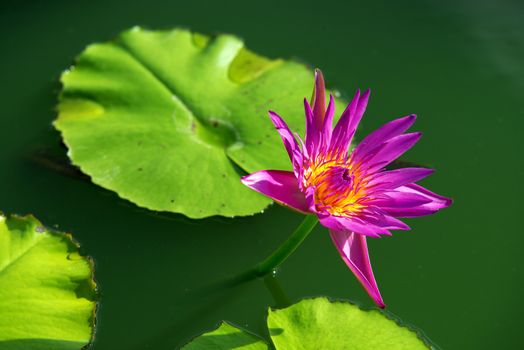 Close-up of colorful purple water lily