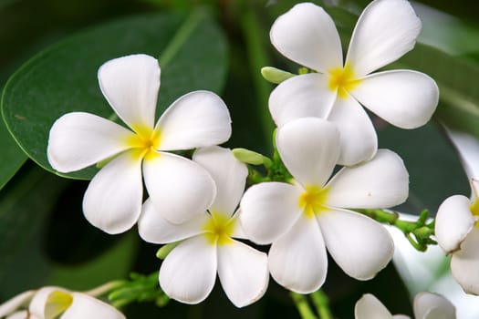 Branch of tropical flowers frangipani (plumeria)