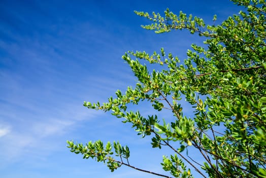 Mangrove tree Leaves against blue sky