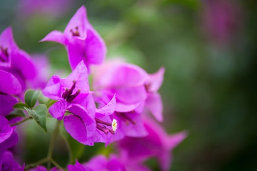 Bougainvillea blooms in the garden, soft focus