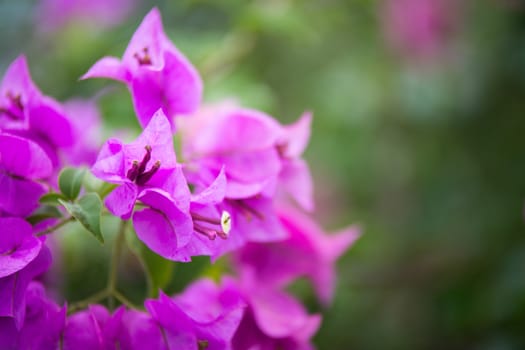 Bougainvillea blooms in the garden, soft focus