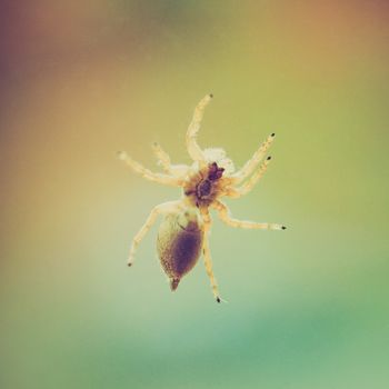 Vintage looking A spider on a windowpane with blurred background