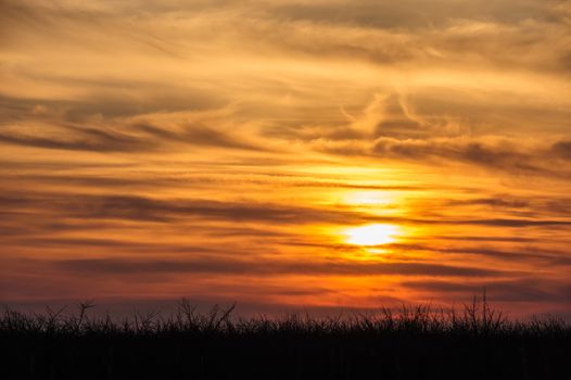 silhouettes of trees on dramatic orange sunset