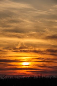 silhouettes of trees on dramatic orange sunset