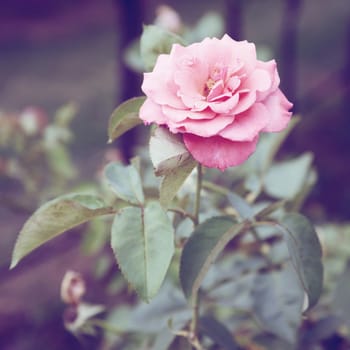 Vintage Roses on a bush in a garden