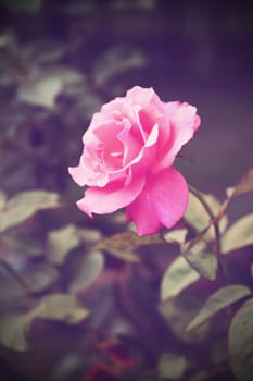 Vintage Roses on a bush in a garden 
