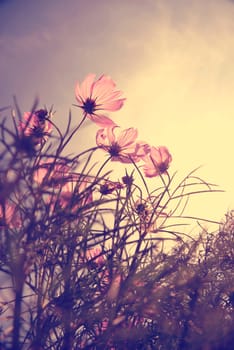 Vintage Cosmos flowers in sunset time