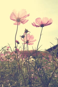 Vintage Cosmos flowers in sunset time