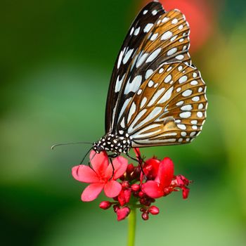 beautiful butterfly sitting in the flower