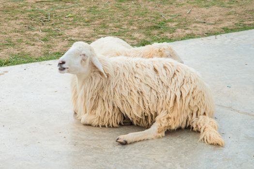 White Woolly Sheep