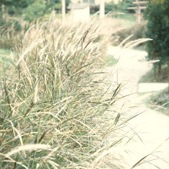 The flower of grass in vintage tone