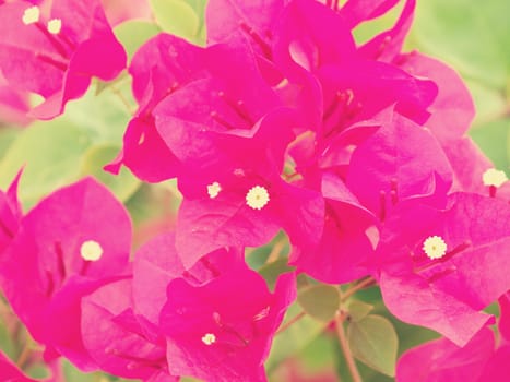 Bougainvillea blooms in the garden (Vintage Tone)