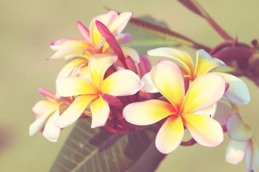 Branch of tropical flowers frangipani (Vintage Tone)
