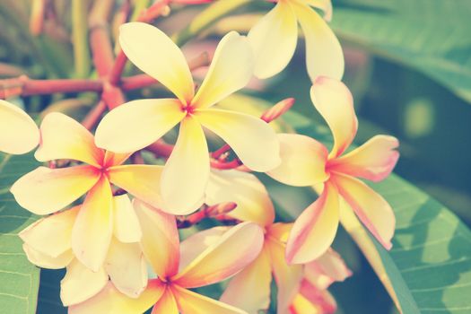 Branch of tropical flowers frangipani (Vintage Tone)