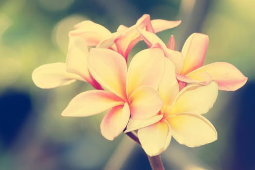 Branch of tropical flowers frangipani (plumeria)