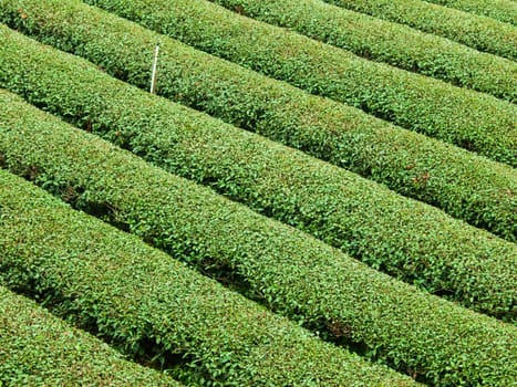 Tea plantation in north of Thailand