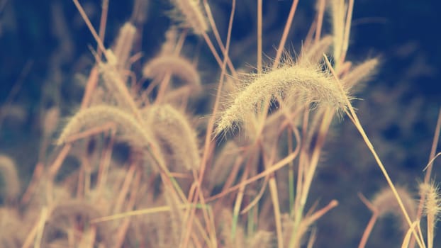 The flower of grass in evening time 