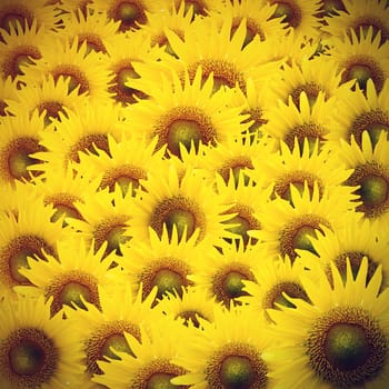 Vintage Sunflower petals closeup