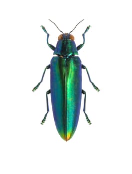iridescent tropical beetle common in South Asia genus Chrysochroa
