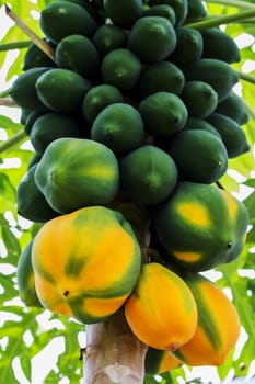 Bunch of papayas hanging from the tree