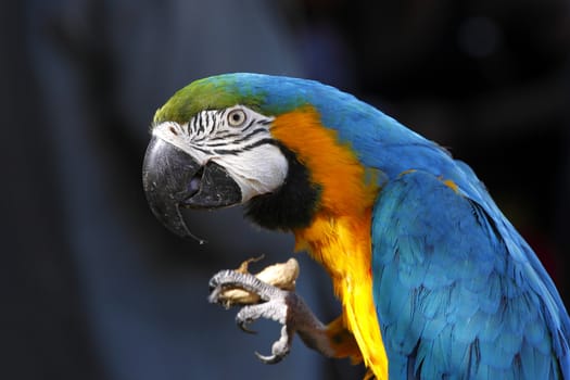 A portrait of a beautiful parrot