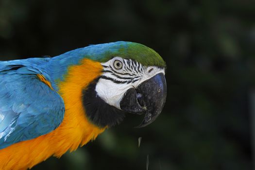 A portrait of a beautiful parrot