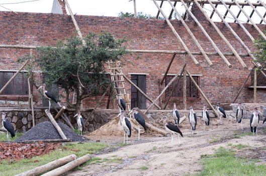 marabou birds protect new house under construction