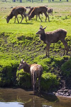 Deer in London's Richmond Park.