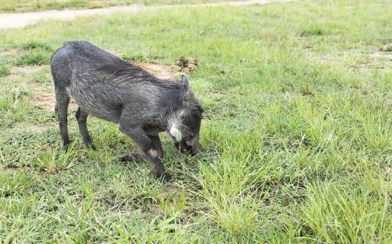 warthog wild animal in nature south africa