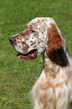 Portrait of English setter on a green grass lawn