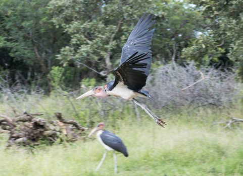 flying marabou in south africa