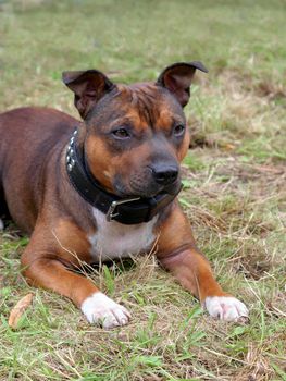 Portrait of Staffordshire Bull Terrier puppy