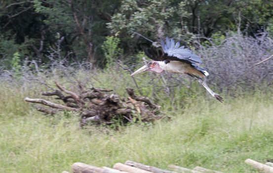 flying marabou in south africa