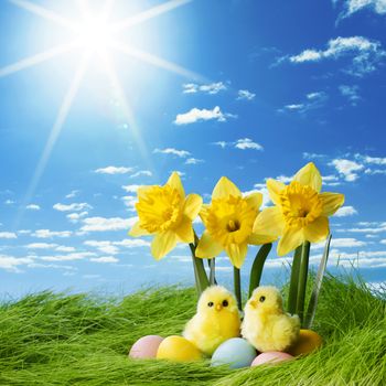 Easter eggs and daffodils in spring grass meadow