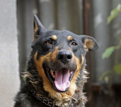 Portrait of mature dog sitting on the backyard