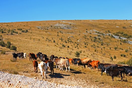Many cows on the caucasus mountain grassland