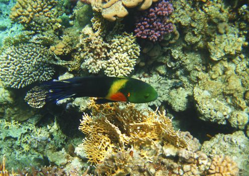 Tropical exotic fish in the Red sea. Cheilinus lunulatus