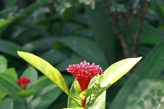 Exotic pink flower blooming on the branch of bush