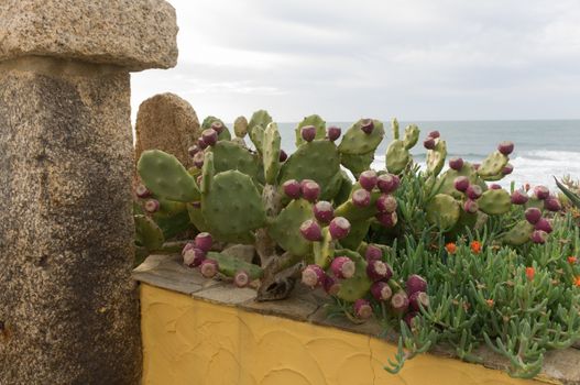 Sardinian cactus. In the foreground the leaves, the fruit and flower, on a background the beautiful Sardinian sea