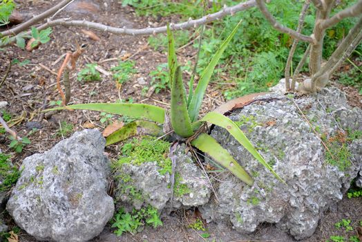 natural aloe vera plant growing outdoors