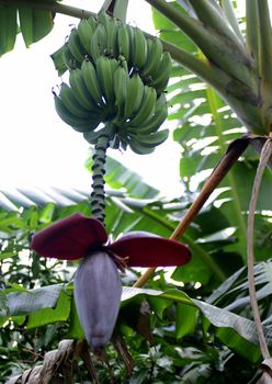 banana tree growing in tropics